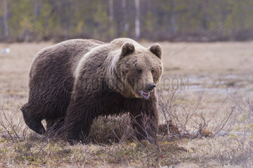 Brown bear (Ursus arctos) walking in clearing  Finland