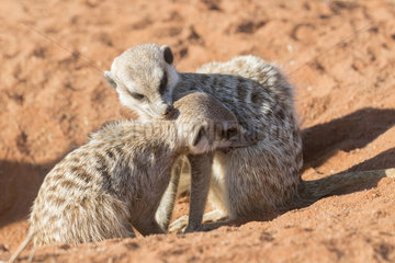 Meerkat or suricate (Suricata suricatta)  adults  Grooming  Kalahari Desert  South African Republic