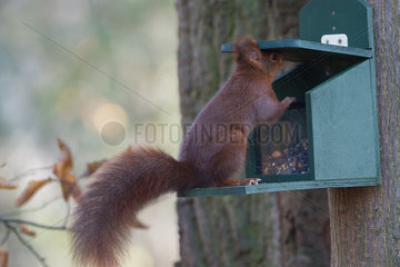Eurasian red squirrel (Sciurus vulgaris) on a feeder  Lorraine  France
