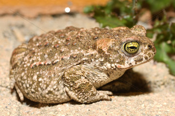 Natterjack Toad (Epidalea calamita)  Portugal