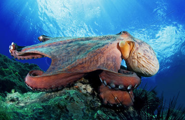 Common Octopus (Octopus vulgaris). La Gomera  Canary Islands