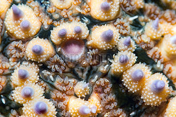 Common starfish (Asterias rubens) detail  Around the Island of Oleron  Atlantic Ocean  France