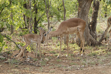 Impala (Aepyceros melampus) female and young  Kruger NP  South Africa