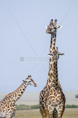 Masai Giraffe (Giraffa camelopardalis tippelskirchi)  couple and young male  Masai-Mara National Reserve  Kenya