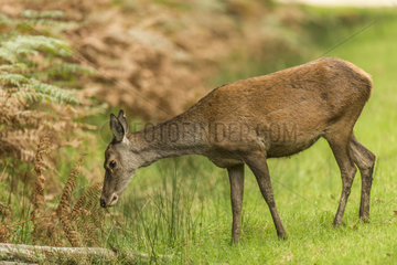 Red Deer (Cervus elaphus) hind in a clearing in autumn  Châtillon-sur-Seine  Burgundy  France