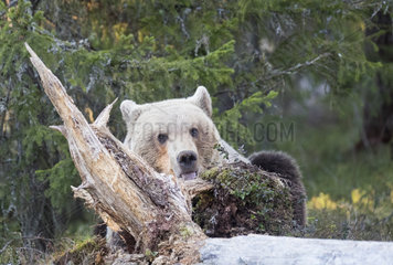 Brown bear (Ursus arctos) behind a stump  Finland