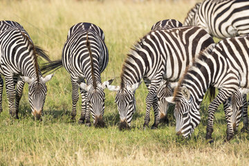 Grant's Zebras (Equus burchelli granti)  group eating  Masai-Mara National Reserve  Kenya