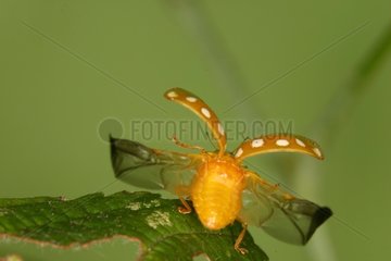 Orange ladybird flying away Nature Reserve Moeraske Belgium