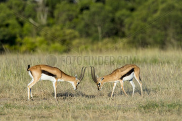 Thomson's Gazelle (Gazella Thomsonii)  Male Fight  Masai-Mara Reserve  Kenya