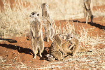 Meerkat or suricate (Suricata suricatta)  adults and youngs playing  Kalahari Desert  South African Republic