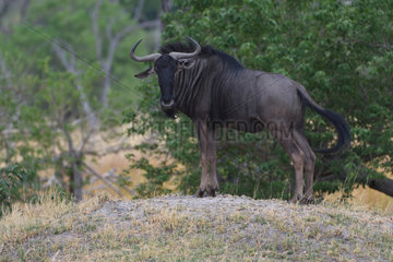 Blue wildebeestÊ(Connochaetes taurinus)  Botswana