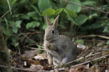 European Rabbit in underwood Picardie France