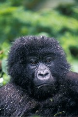Portrait of Mountain Gorilla Volcanoes NP Rwanda