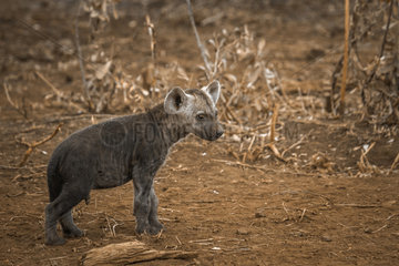 Young Spotted hyaena (Crocuta crocuta) in Kruger National park  South Africa