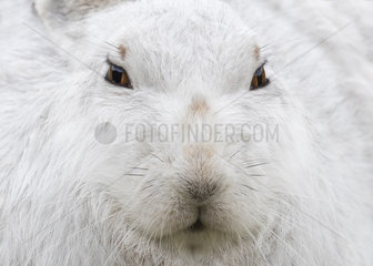 Mountain hare (Lepus timidus) close up  head details  Cairngorm  Scotland