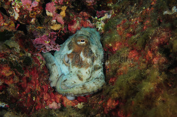 Common Octopus (Octopus vulgaris)  Sea Lion Dive Site  Saint Raphael  French Riviera  France
