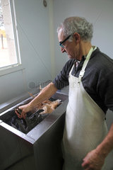 Man cleaning organic poultry after slaughter  Provence  France