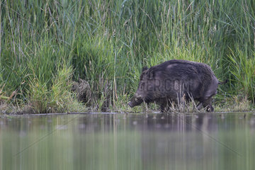 Wild boar (Sus scrofa) walking on bank  Ardennes  Belgium