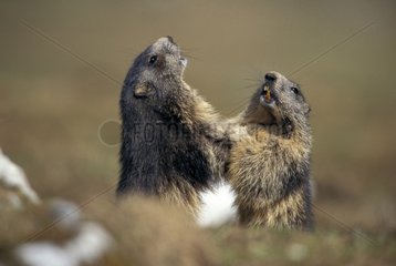 Two Alpine Marmots raised face-to-face Vanoise France