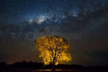 Golden Tree Cerrado Biome. Nightshot of Pantanal's tree  light paint  Brazil