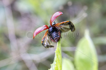 Leaf Beetle (Melasoma sp) flying away in the grass in summer  Forest pond  Massif de la Reine  Lorraine  France