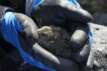 Ungava collared lemming or Labrador collared lemming (Dicrostonyx hudsonius) on hand  Nunavik  Quebec  Canada