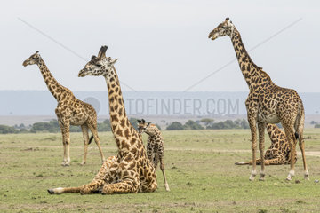 Masai Giraffe (Giraffa cameleopardalis tippelskirchi)  group at rest and young  Masai-Mara National Reserve  Kenya