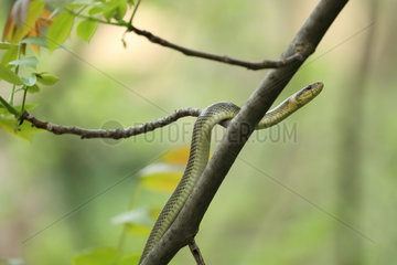 Aesculapian snake (Zamenis longissimus) on a branch  Bulgaria