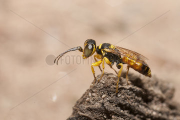 Digger wasp (Dinetus pictus) male on the lookout  Regional Natural Park of Northern Vosges  France