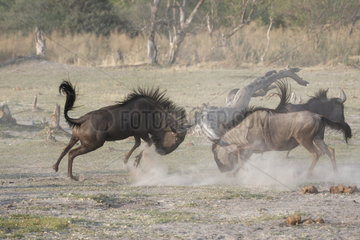 Blue wildebeest (Connochaetes taurinus) fighting  Botswana