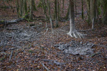 Wild boar (Sus scrofa) sludges in undergrowth  Ardennes  Belgium
