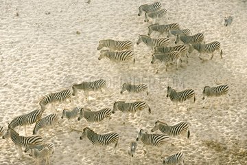 Herd of Burchell's Zebras walking Botswana
