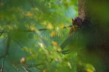 Red squirrel (Sciurus vulgaris) on a branch in forest  Ardennes  Belgium