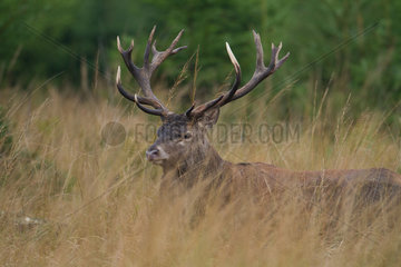 Red Deer (Cervus elaphus) male in the tall grass  Ardennes  Belgium