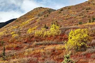 Autumn colors on Clearwater Mountains  Denali Highway: from Paxson to Cantwell  Alaska  USA