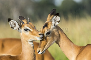 Impala (Aepyceros melampus)  female and young male  Masai-Mara National Reserve  Kenya
