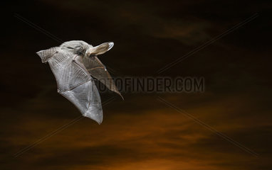 Brown big-eared bat (Plecotus auritus) in flight  Salamanca  Castilla y León  Spain
