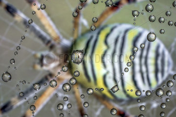 Wasp spider (Argiope bruennichi) reflected inside drops od dew on the web  Luzzara  Reggio Emilia  Italy