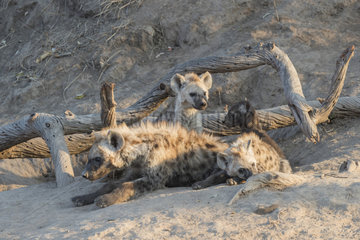 Spotted hyena (Crocuta crocuta)  Youngs from differebt generations  at the den  resting on the ground  Mala Mala game reserve  South African Republic