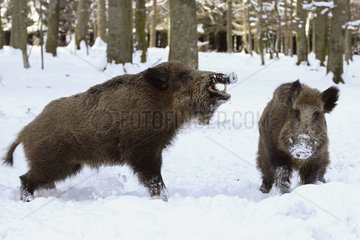 Wild boars (Sus scrofa) in a snowy undergrowth  Ardennes  Belgium