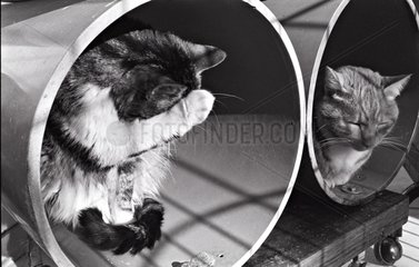 Cat grooming in rollers Refuge of Beauregard France