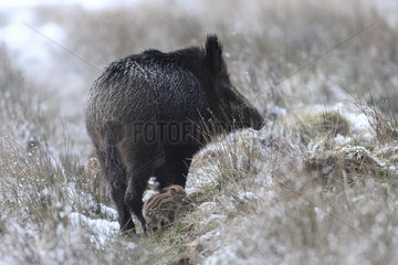 Wild boar (Sus scrofa) sow and piglet in snow  Ardennes  Belgium