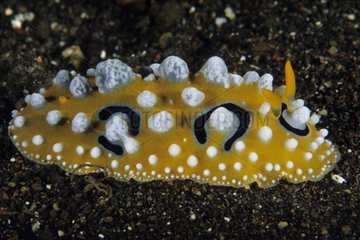 Ocellated Phyllidia Nudibranch Bali Indonesia