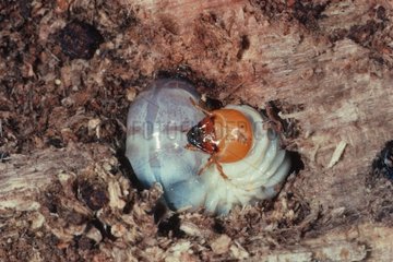 Scarab beetle larva in decaying timber Espagne