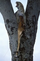 Leopard in einem Baum mit seiner Beute Masaï Mara Kenia