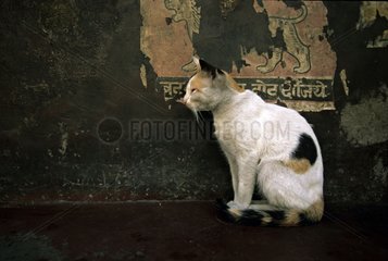 Cat sitting against a wall Calcutta India