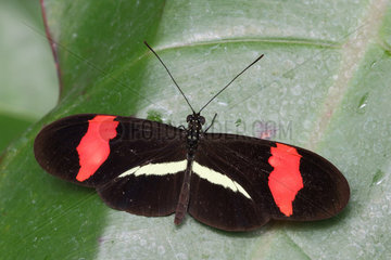 Postman butterfly (Heliconius melpomene rosina) on a leaf  Costa Rica