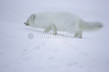 Arktischer Fuchs auf der Suche nach Nahrung in schneebedeckter Tundra Island