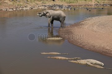 Elephant drinking close to Nile Crocodiles Masaï Mara Kenya