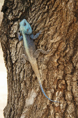 Blue-throated Agama (Acanthocercus atricollis) on a trunk  Kruger NP  South Africa